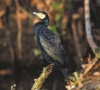 Žuvų augintojus Kintuose terorizuoja kormoranai